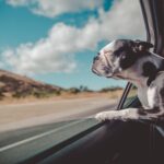 A dog enjoying the breeze on a national park road trip