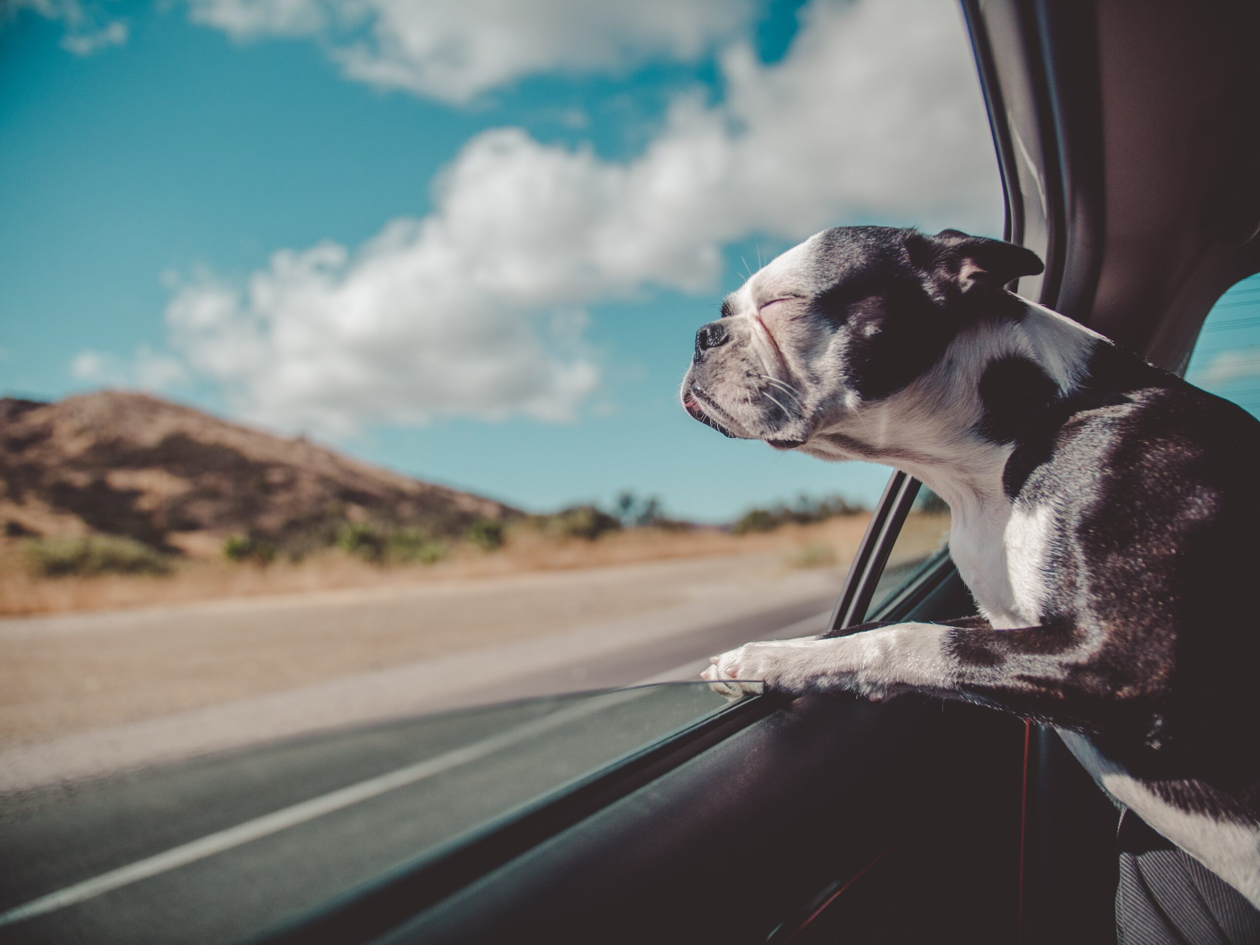 can you drive through a national park with a dog