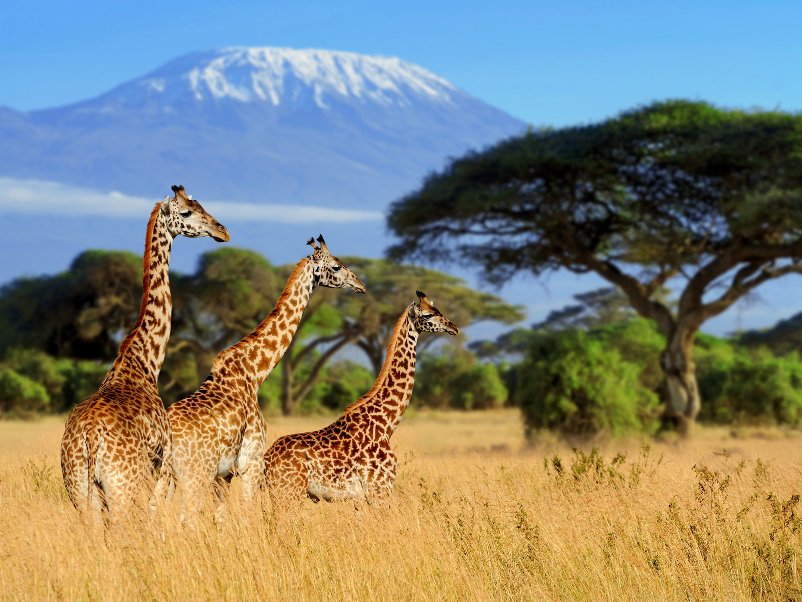 Giraffe spotting on African safari 
