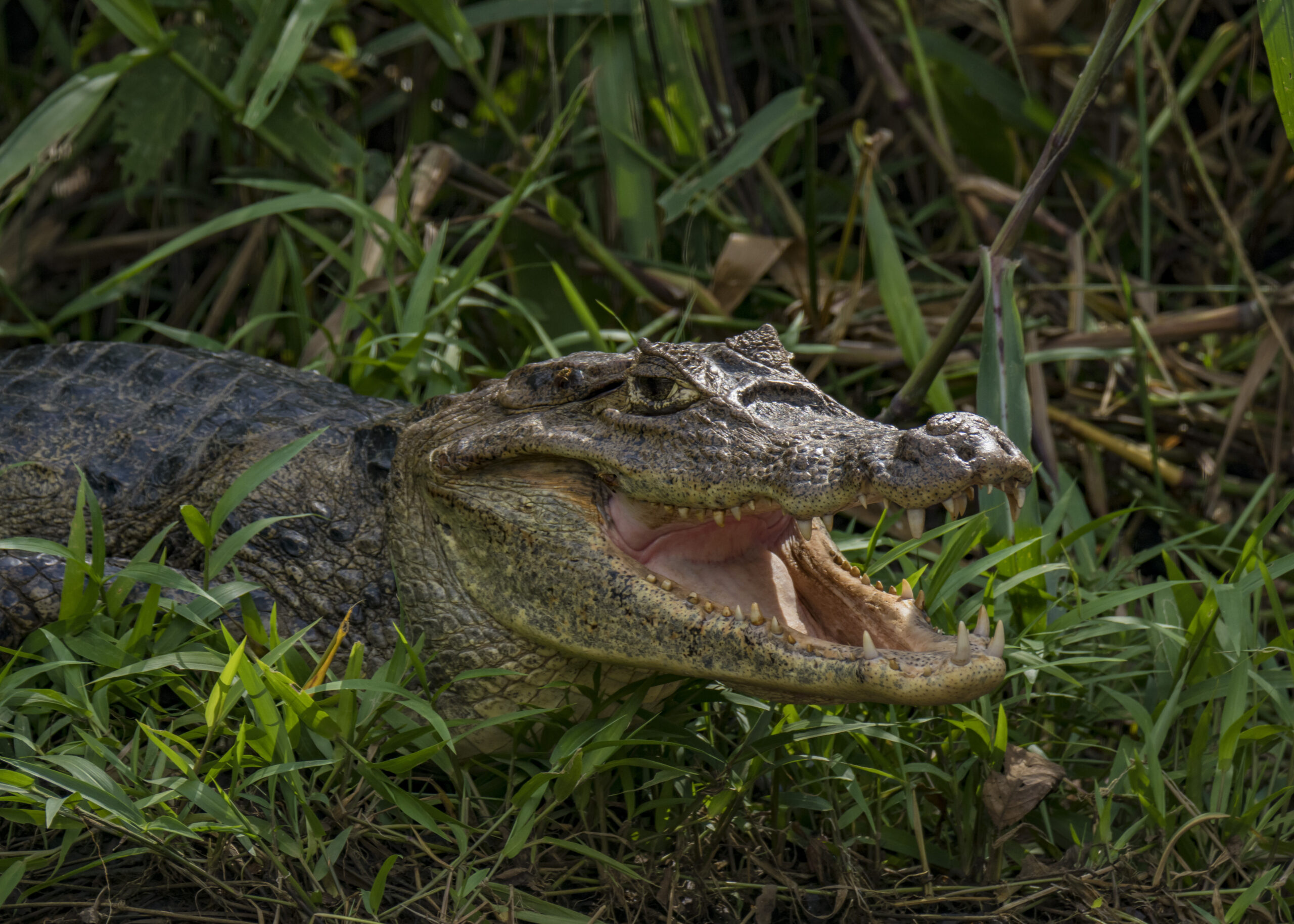 Caiman Crocodile in Costa Rica