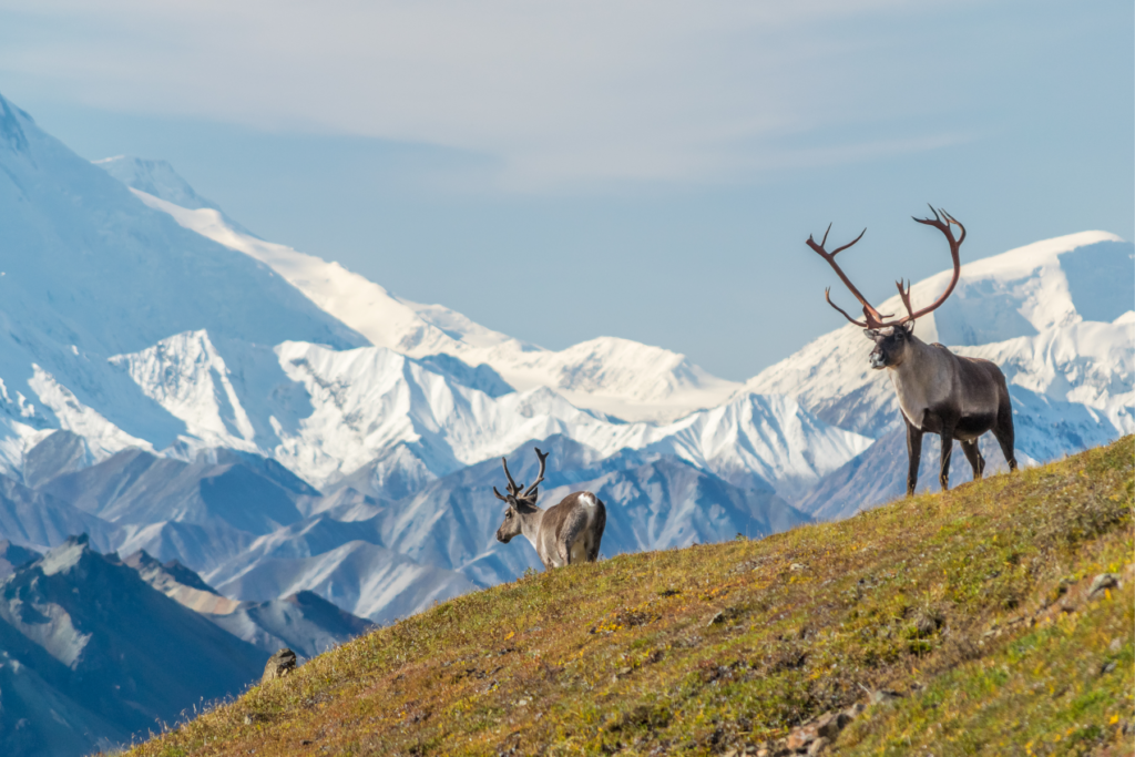 Denali Travel Guide: Elk spotting in Denali National Park, Alaska