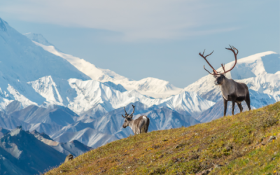 Exploring Denali National Park: A Comprehensive Travel Guide