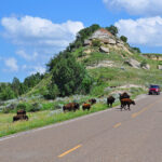 Bison crossing the road at Theodore Roosevelt National Park, one of the best parks for wildlife
