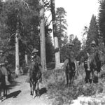Buffalo Soldiers Riding in the Forest in Yosemite
